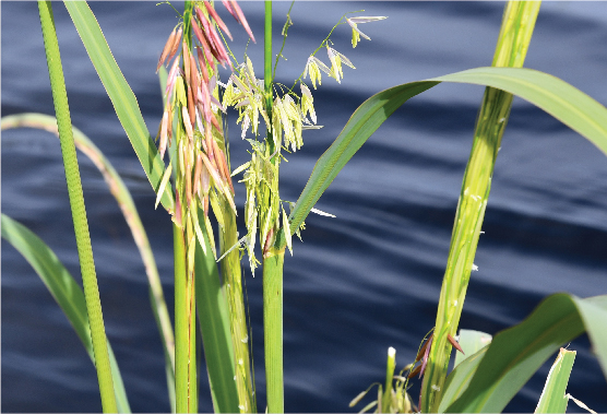 Wild rice, known as manoomin, growing alongside a waterway.